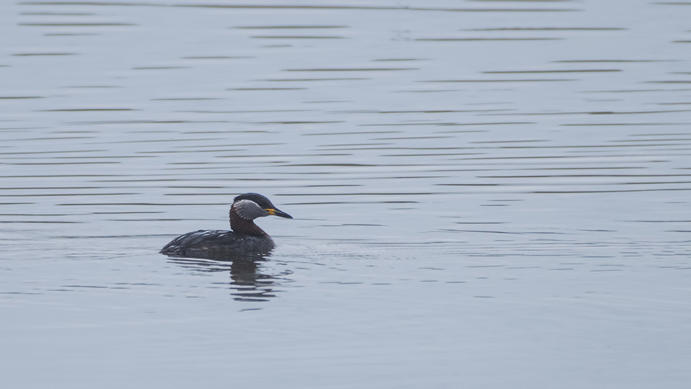 Red-necked Grebe