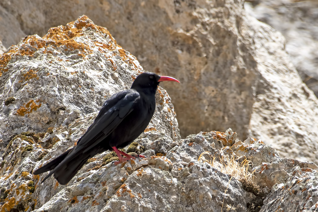 Red-billed Chough