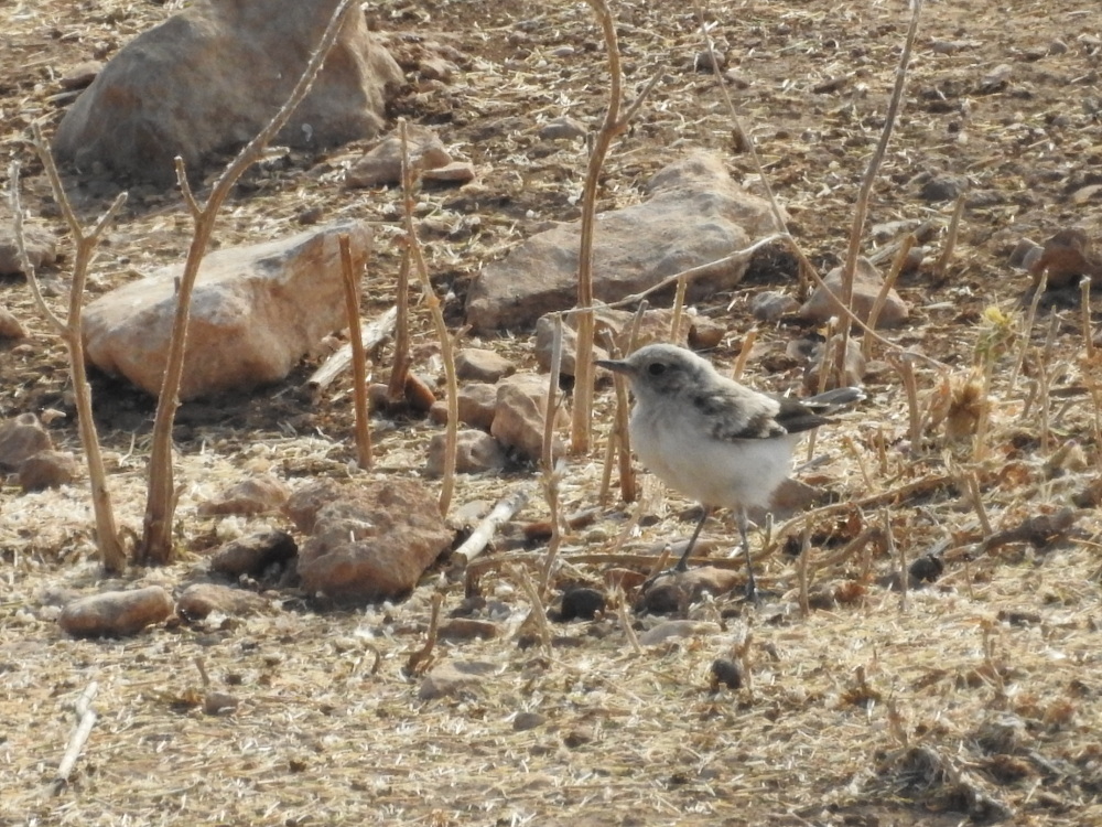 Finsch`s Wheatear
