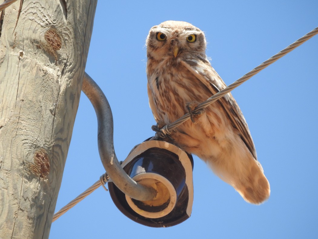 Little Owl