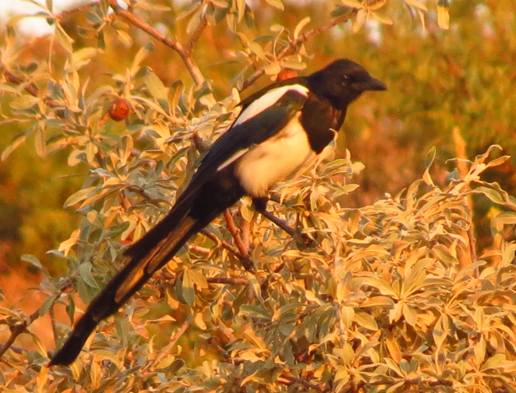 Eurasian Magpie
