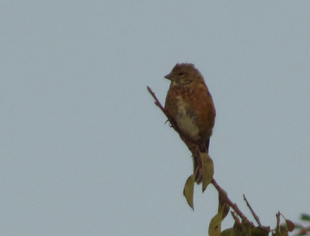 Common Linnet