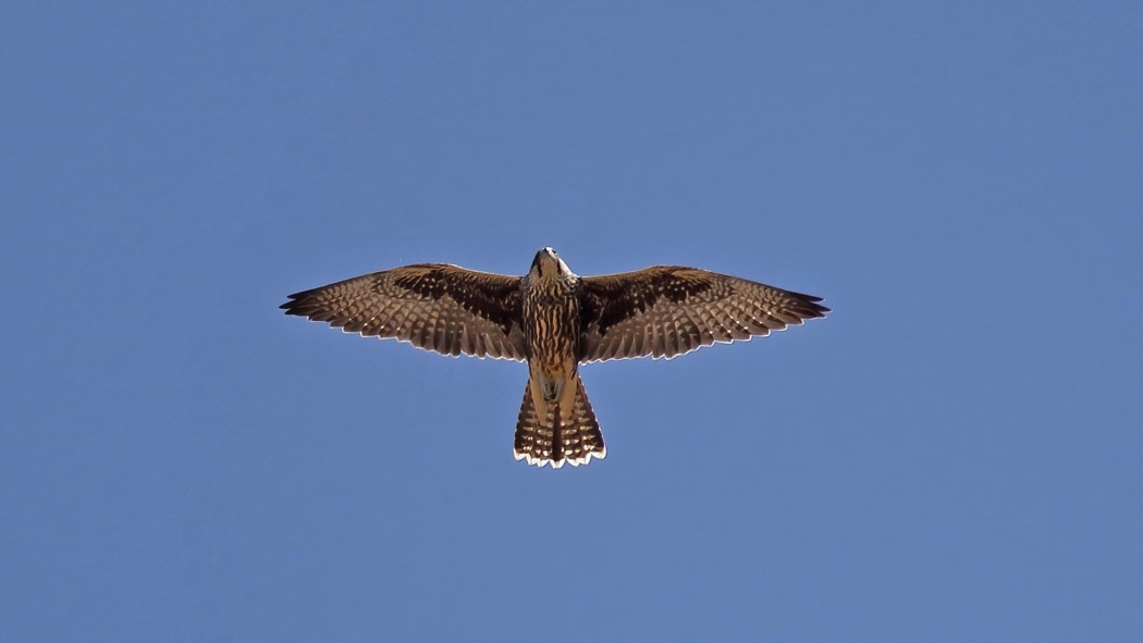 Saker Falcon