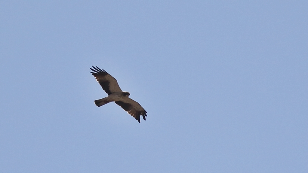 Booted Eagle