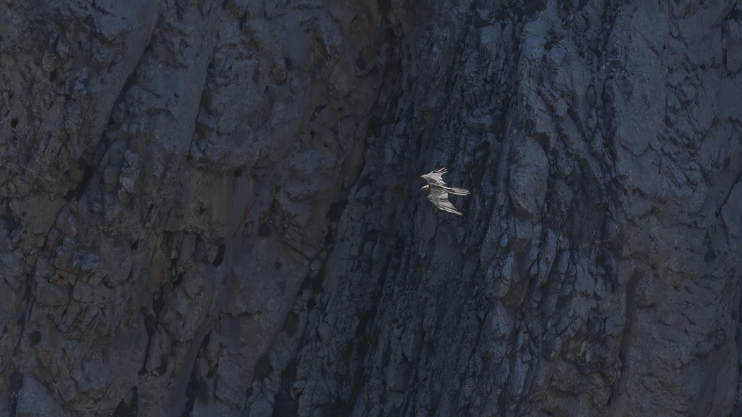Bearded Vulture