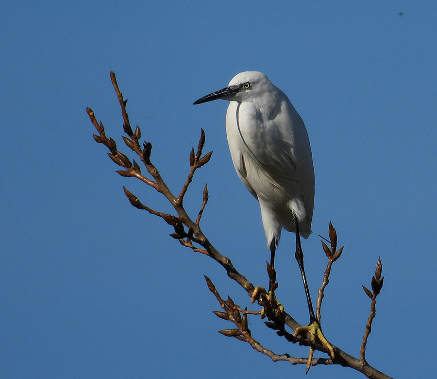 Little Egret