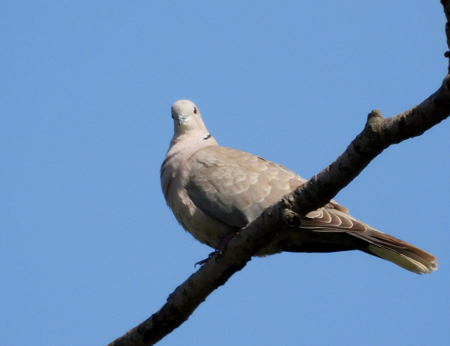 Eurasian Collared Dove