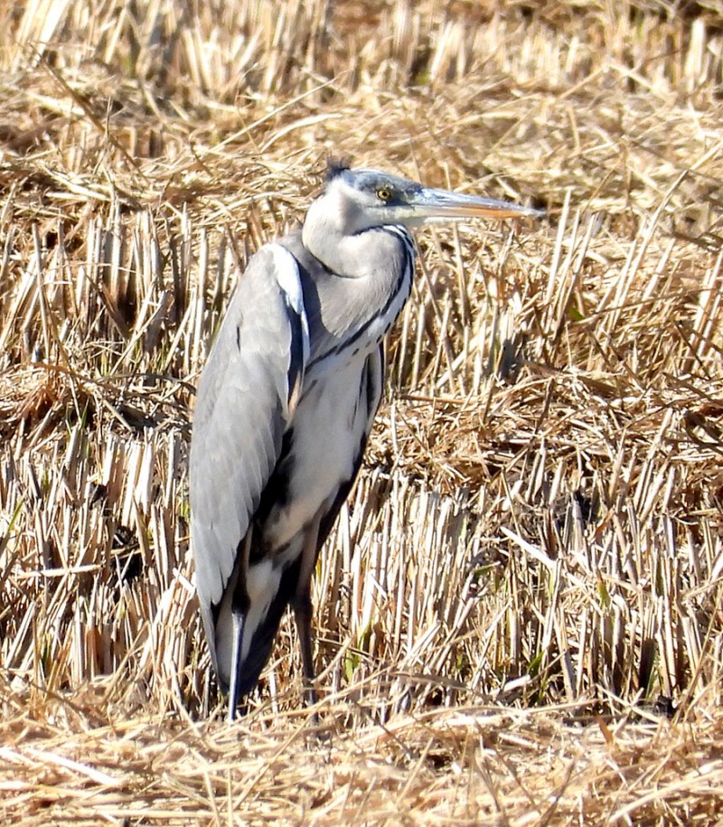 Grey Heron