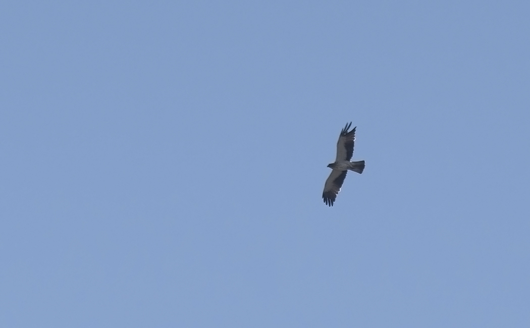 Booted Eagle
