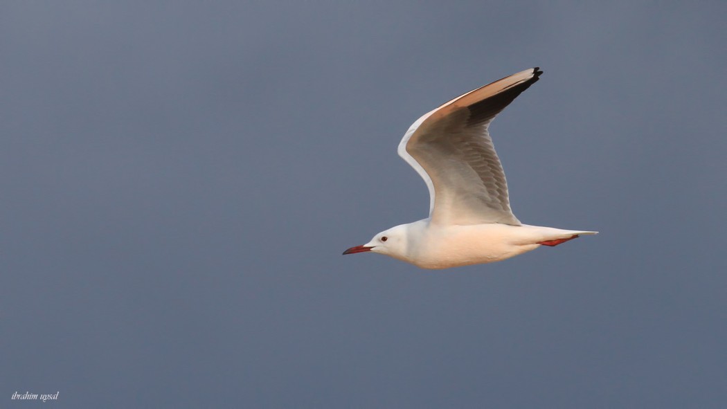 Slender-billed Gull