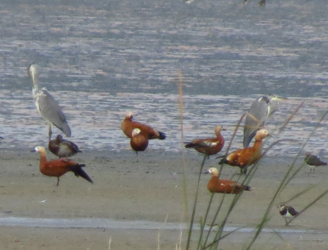 Ruddy Shelduck