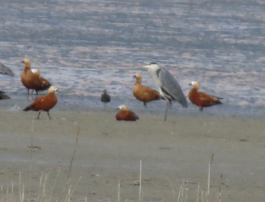 Grey Heron
