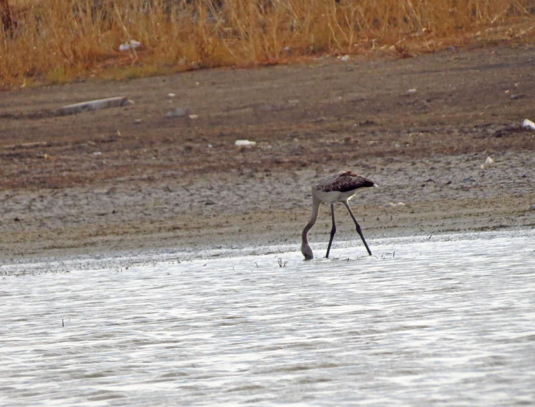 Greater Flamingo