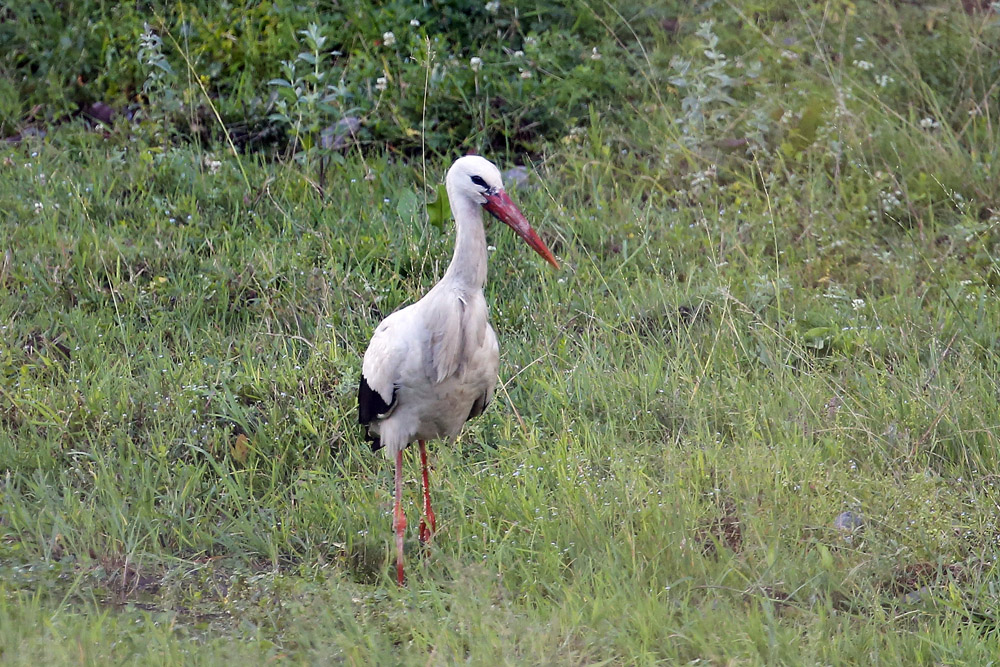 White Stork