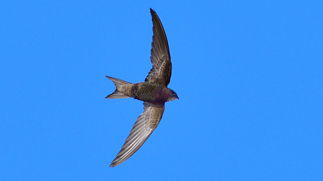 Pallid Swift