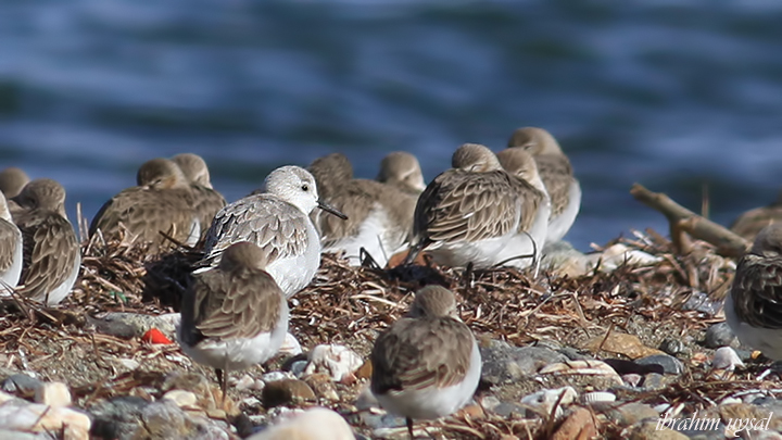 Sanderling
