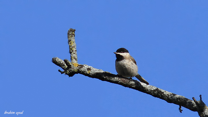 Sombre Tit
