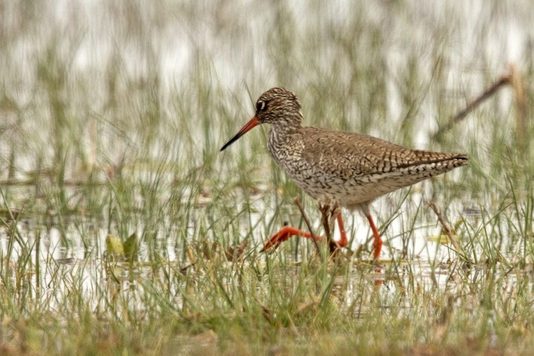 Common Redshank