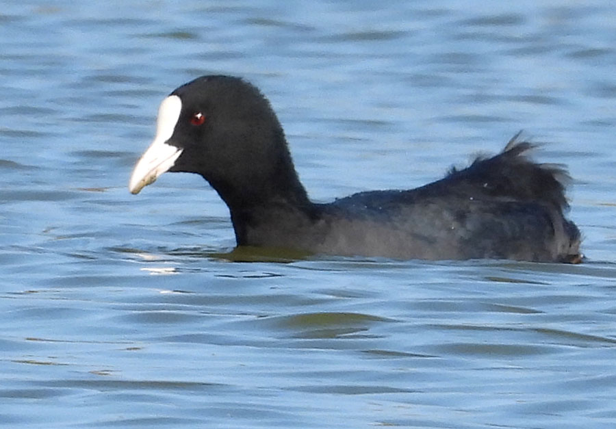 Eurasian Coot
