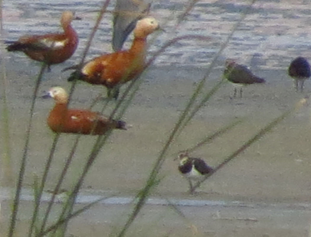 Northern Lapwing