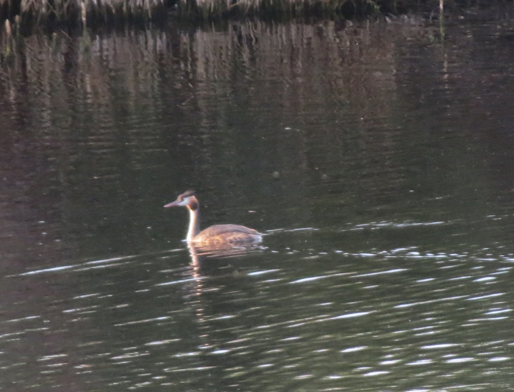 Great Crested Grebe