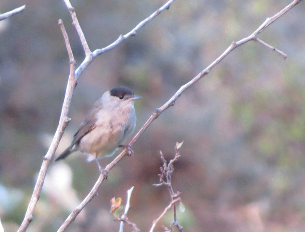 Eurasian Blackcap
