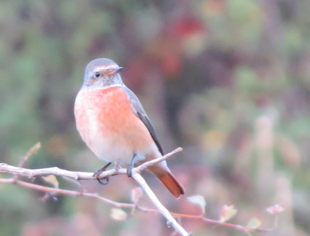 Common Redstart