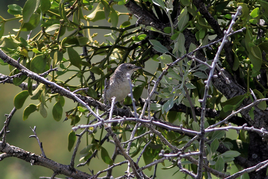 Barred Warbler