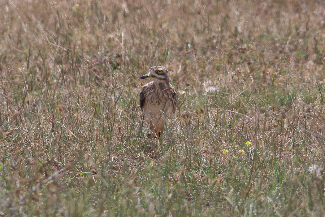 Eurasian Stone-curlew