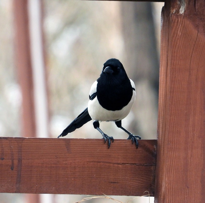 Eurasian Magpie