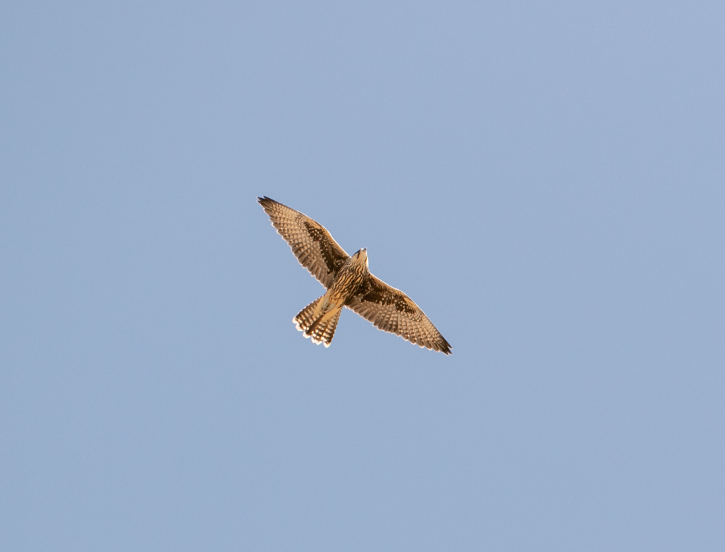 Saker Falcon