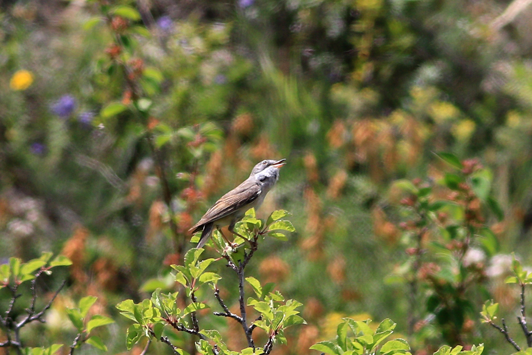 Common Whitethroat