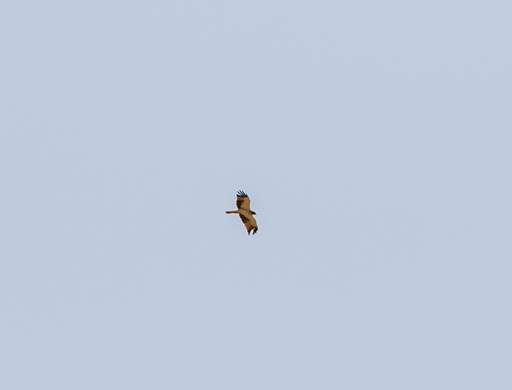 Booted Eagle