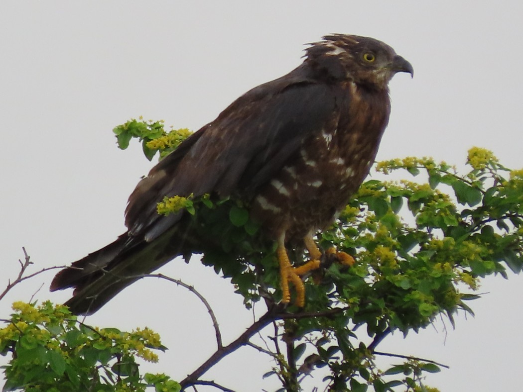 European Honey Buzzard