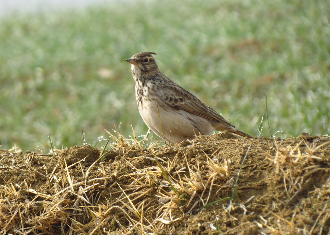 Crested Lark
