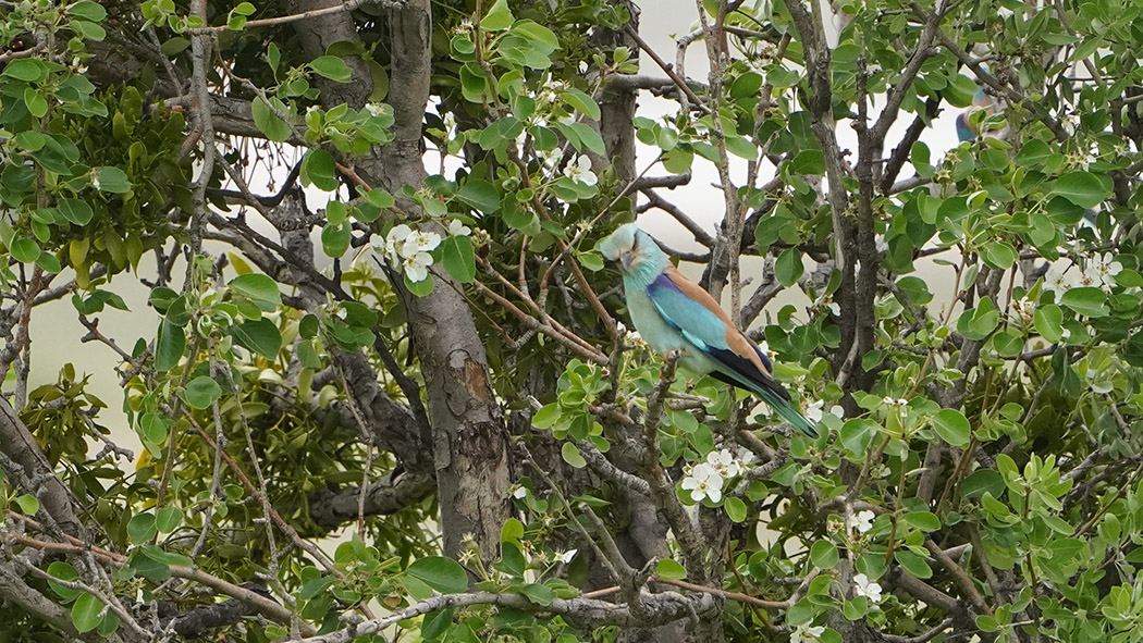 European Roller
