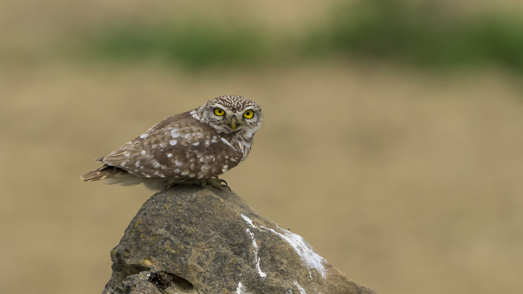 Little Owl