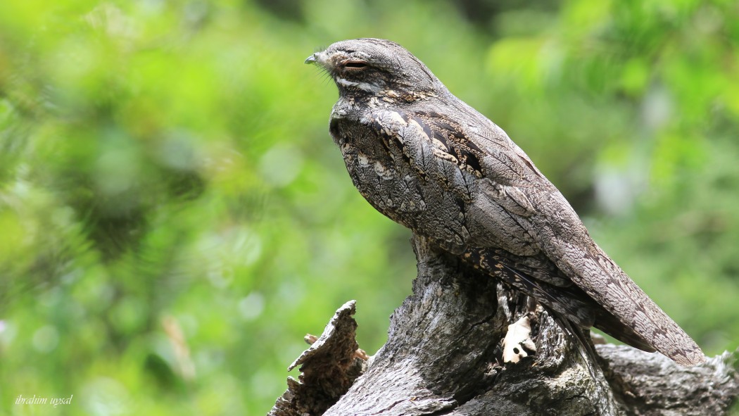 European Nightjar