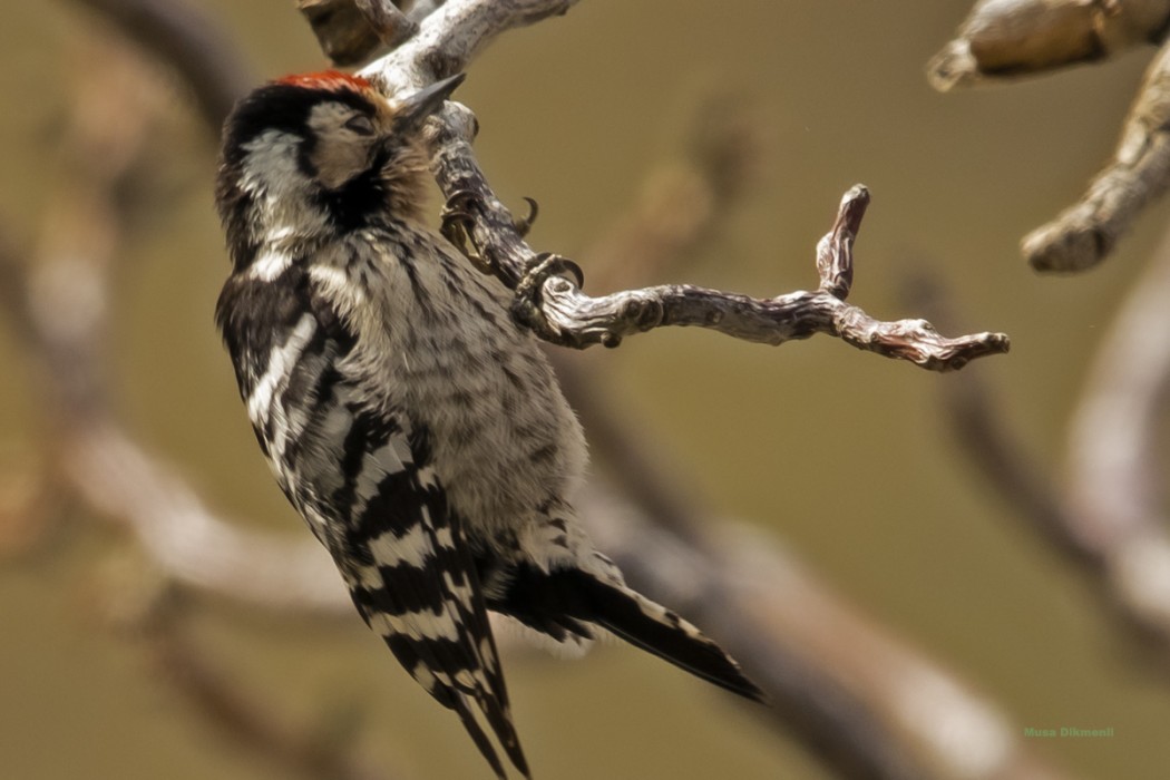 Lesser Spotted Woodpecker