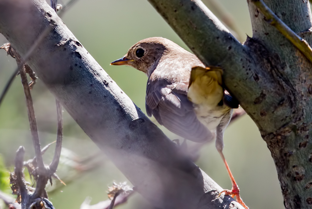 Thrush Nightingale