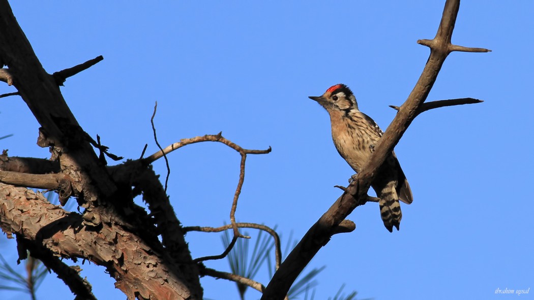 Lesser Spotted Woodpecker