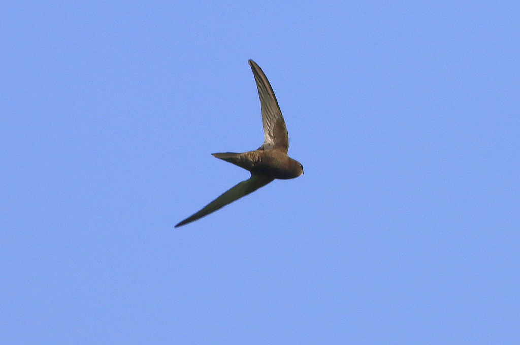 Common Swift