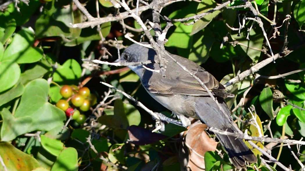Common Whitethroat