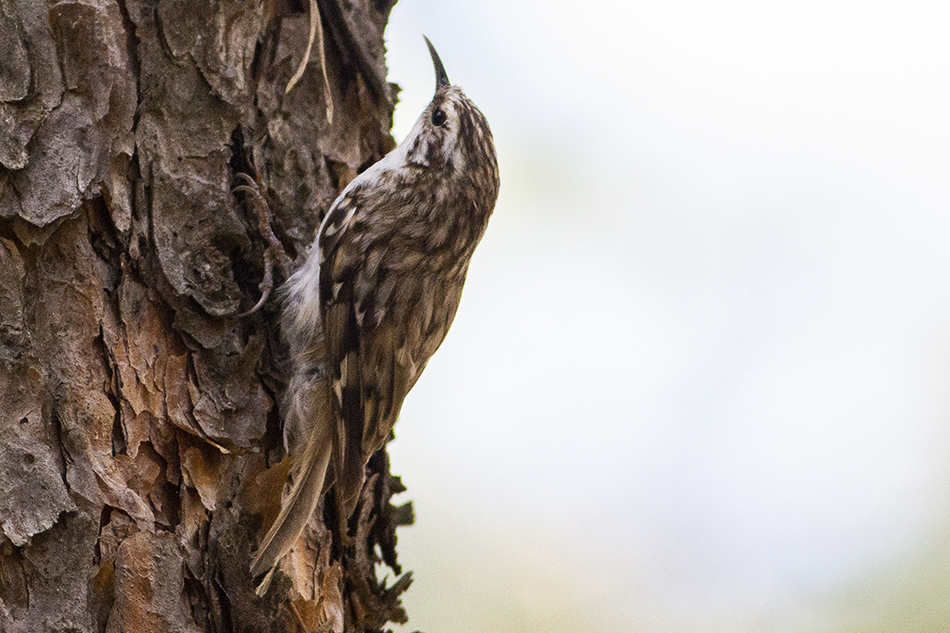 Eurasian Treecreeper
