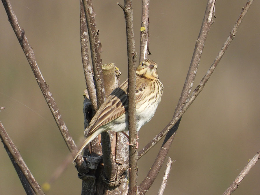 Tree Pipit