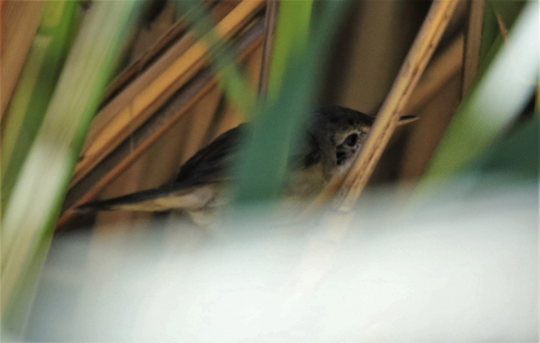 Moustached Warbler