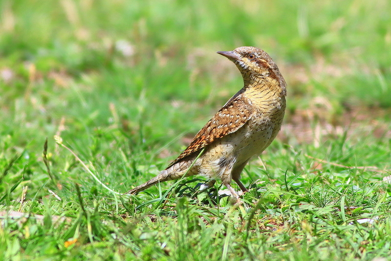 Eurasian Wryneck