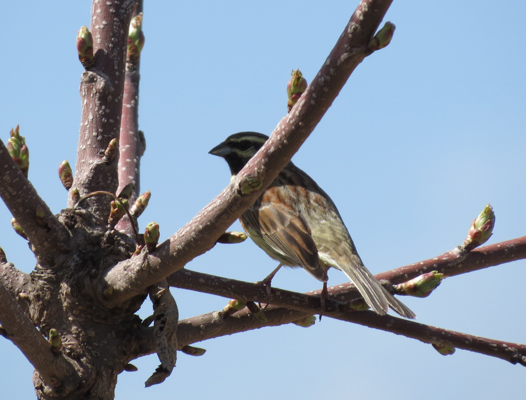 Cirl Bunting