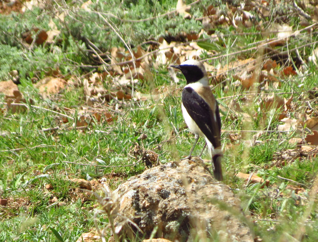 Black-eared Wheatear