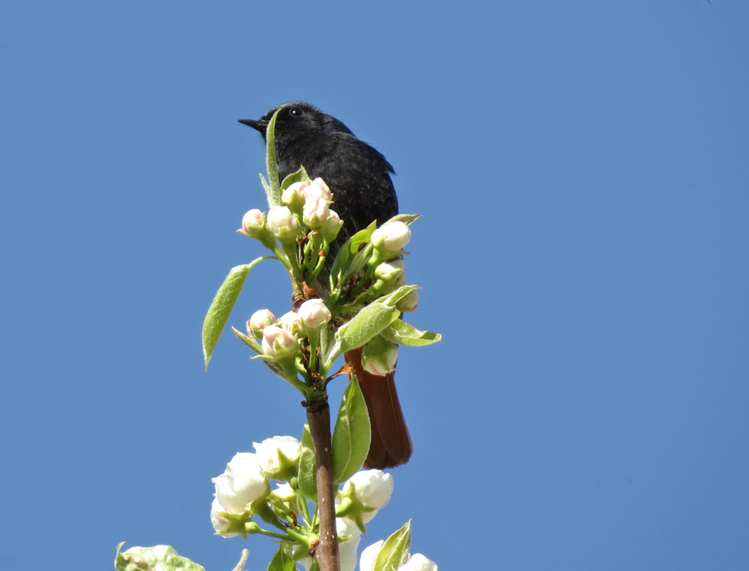 Black Redstart